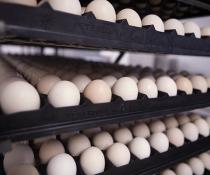 fertilized hatching eggs