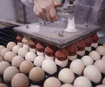 ross 308 hatching eggs