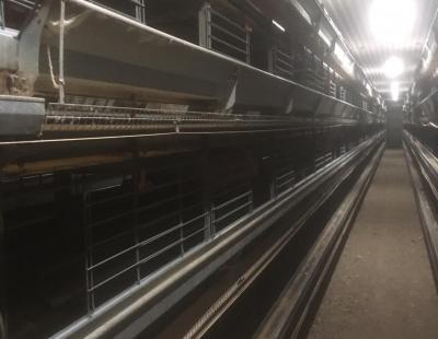 used layer cages by the big dutchman